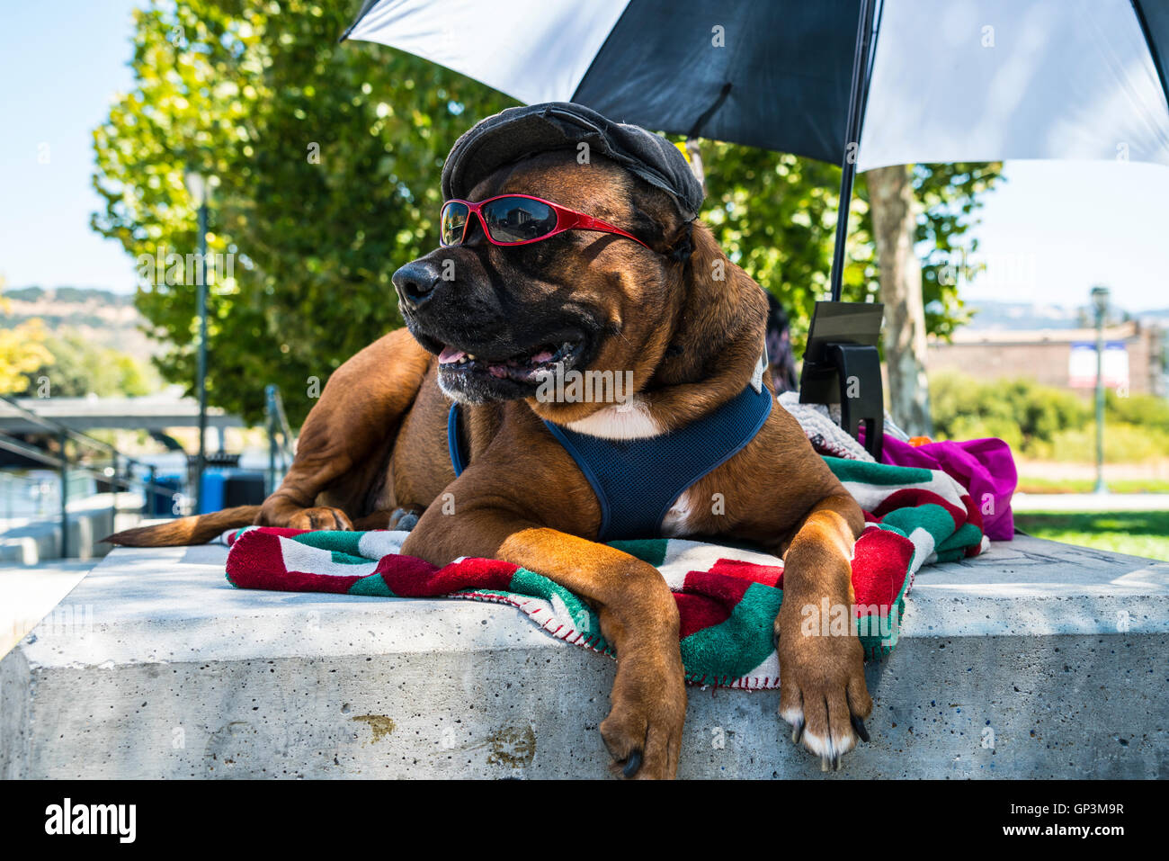 Grand chien avec chapeau et lunettes de soleil relaxant dans Napa Californie.....humour Banque D'Images