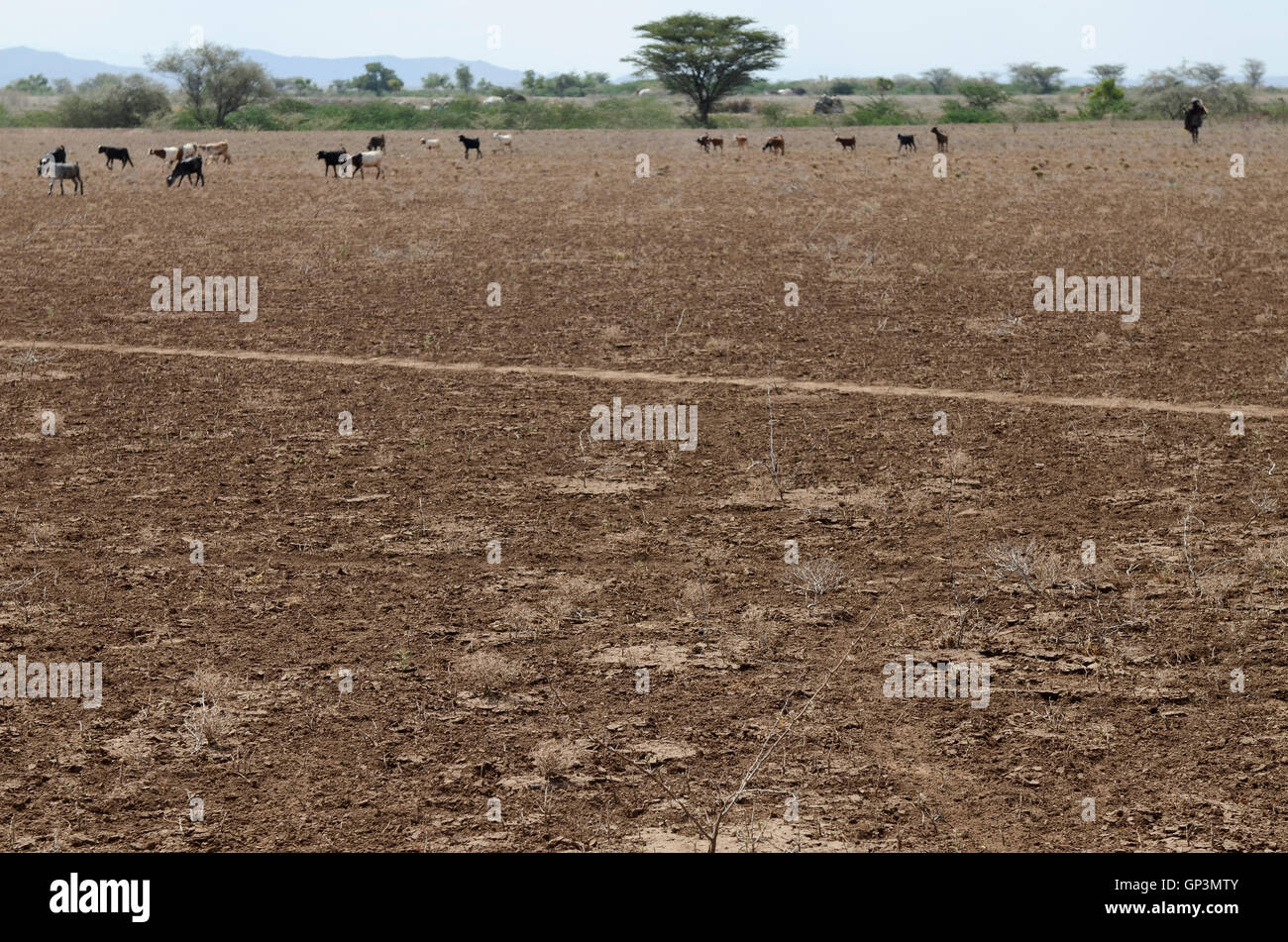 KENYA région Turkana, Kakuma , Turkana tribu nilotique, la région souffre de problèmes permanents de sécheresse, de manque de pluie, de surpâturage Banque D'Images