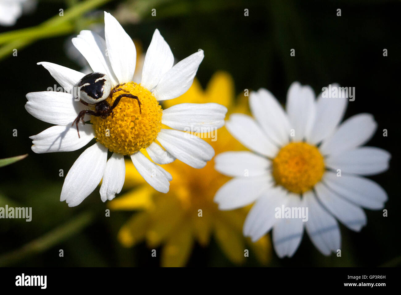 Une araignée avec l'apparence d'un masque est perché sur une plante épineuse en Sierra de Grazalema, Cádiz, Andalousie, Espagne Banque D'Images