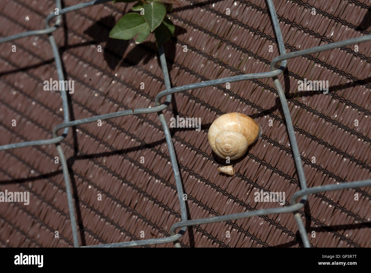 Une perche escargots derrière une clôture en Prado del Rey, Cadix, Andalousie, Espagne, le 16 juillet 2013. Banque D'Images