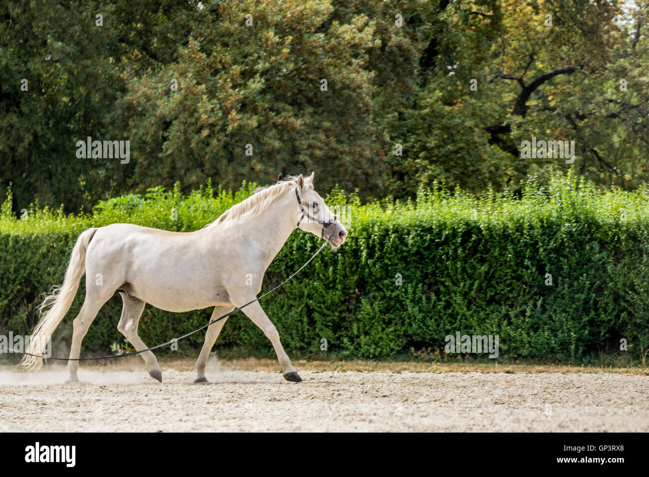 Lipizzans Banque D'Images