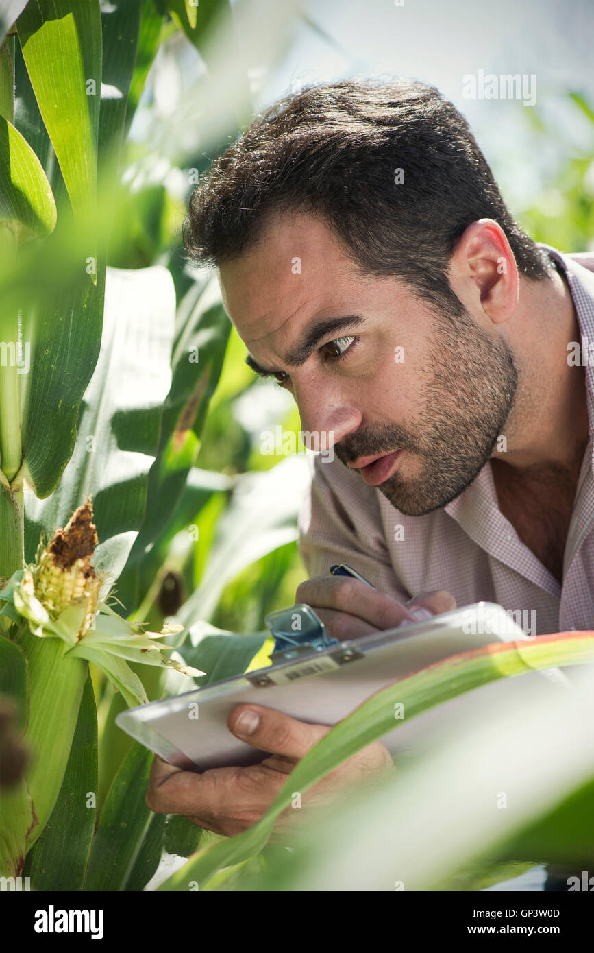 Inspecteur de l'inspection de la récolte de maïs dans le champ Banque D'Images