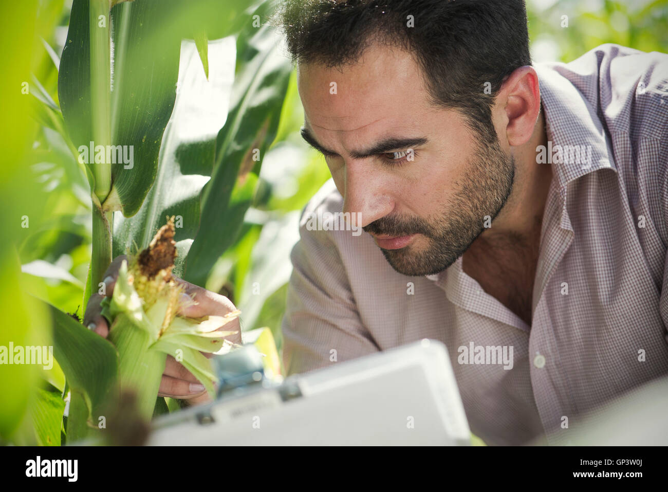 Récolte de maïs dans l'inspection chercheur domaine Banque D'Images