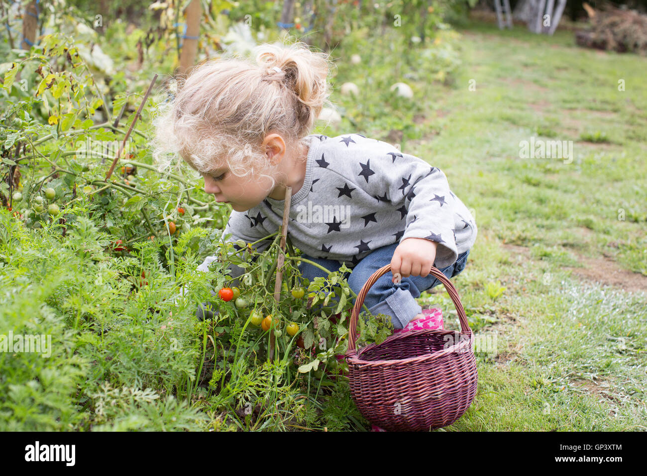 Little girl picking tomates cerise de potager Banque D'Images