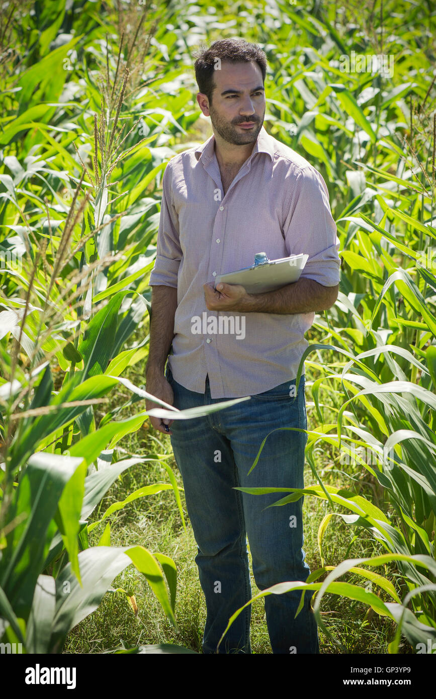L'examen de l'homme dans les cultures de blé Banque D'Images
