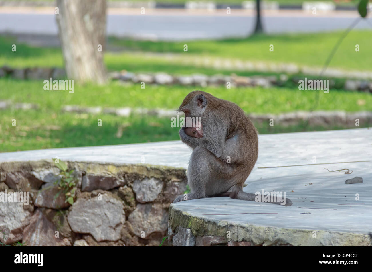 Monkey ou ape est le nom commun du phylum des chordés. Mammal Banque D'Images