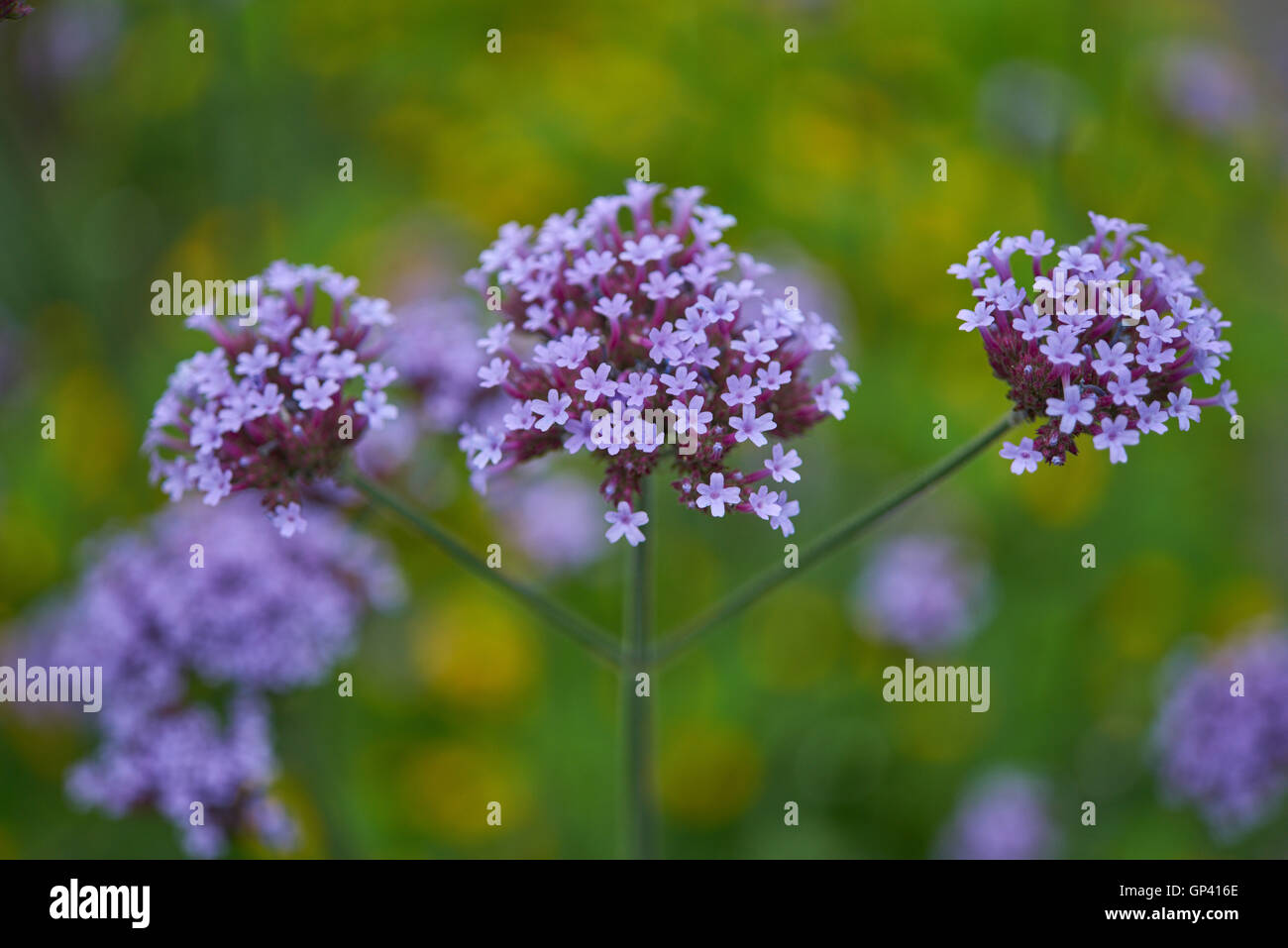 Verbena bonariensis clustertop purpletop vervain argentin en fleurs fleurs Banque D'Images