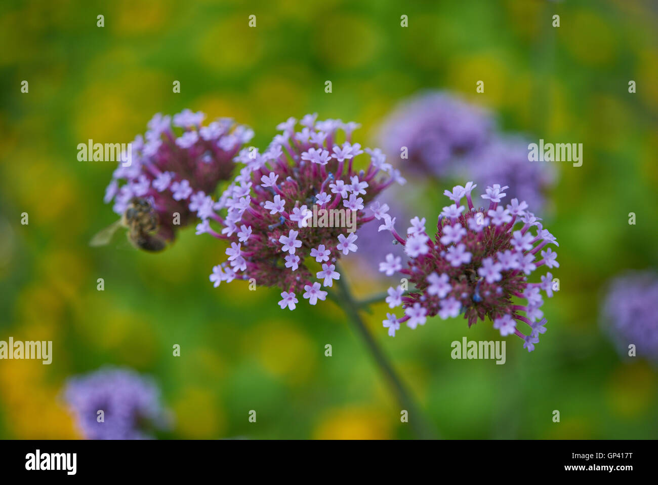 Verbena bonariensis clustertop purpletop vervain argentin en fleurs fleurs Banque D'Images