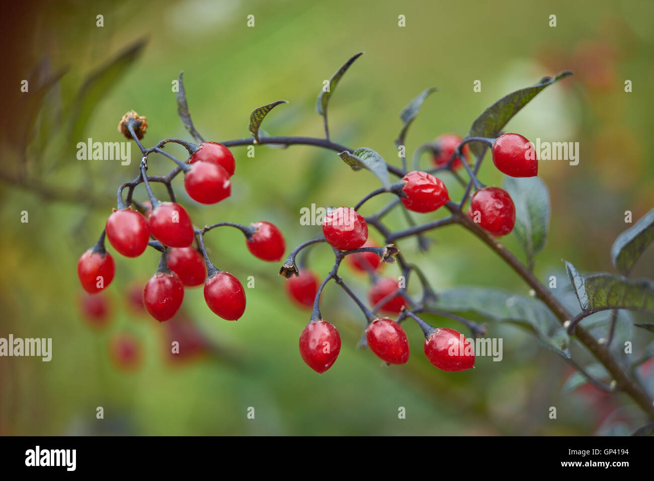 Baies rouges de Solanum dulcamara morelle douce-amère douce-amère liseron bleu Banque D'Images