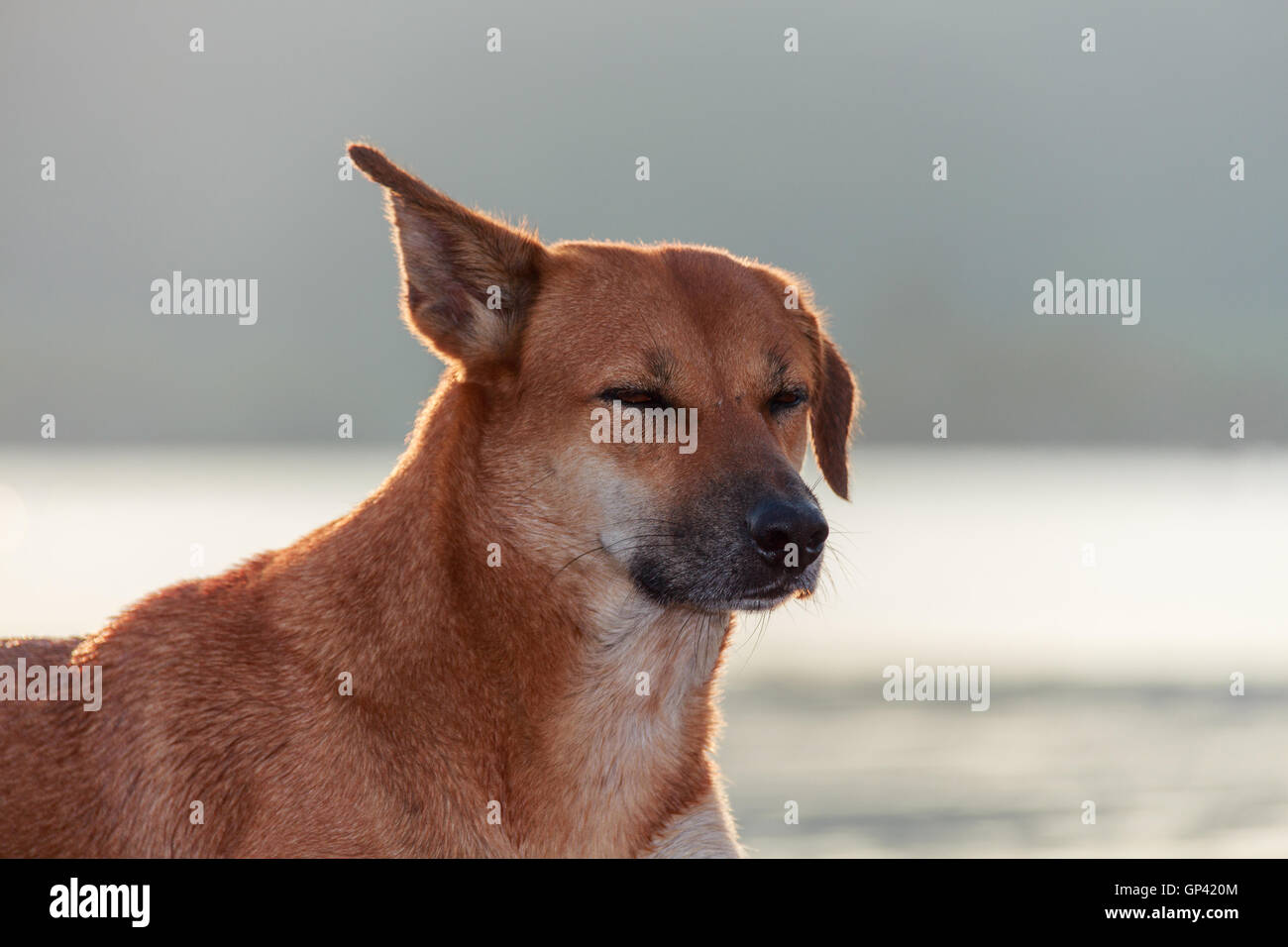 Chien animal mammal Banque D'Images