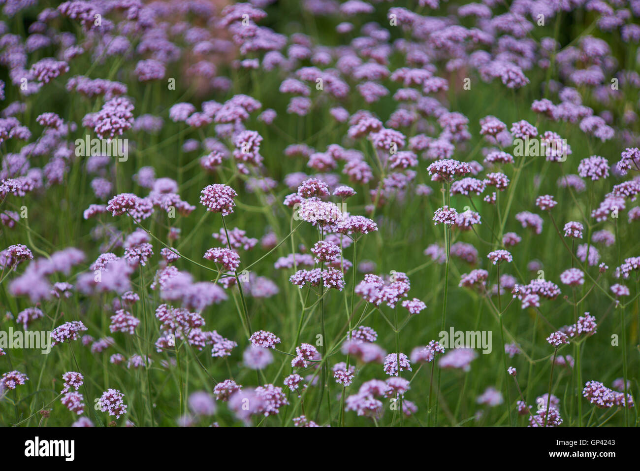 Verbena bonariensis clustertop purpletop vervain argentin en fleurs fleurs Banque D'Images