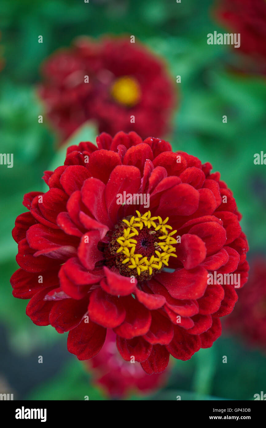 Fleur zinnia rouge close up Banque D'Images