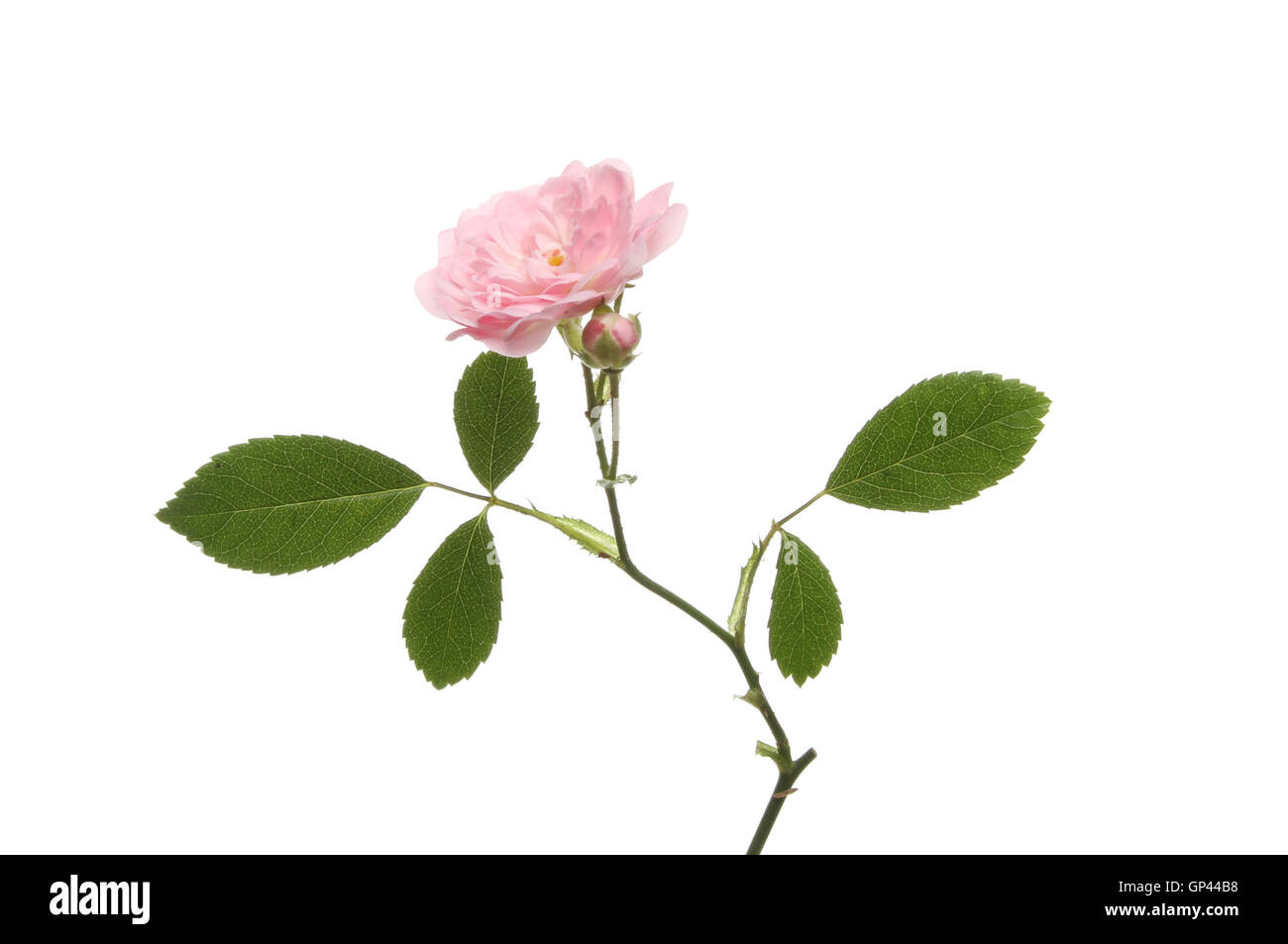 Fleur rose rose, bourgeon et feuilles isolées contre white Banque D'Images