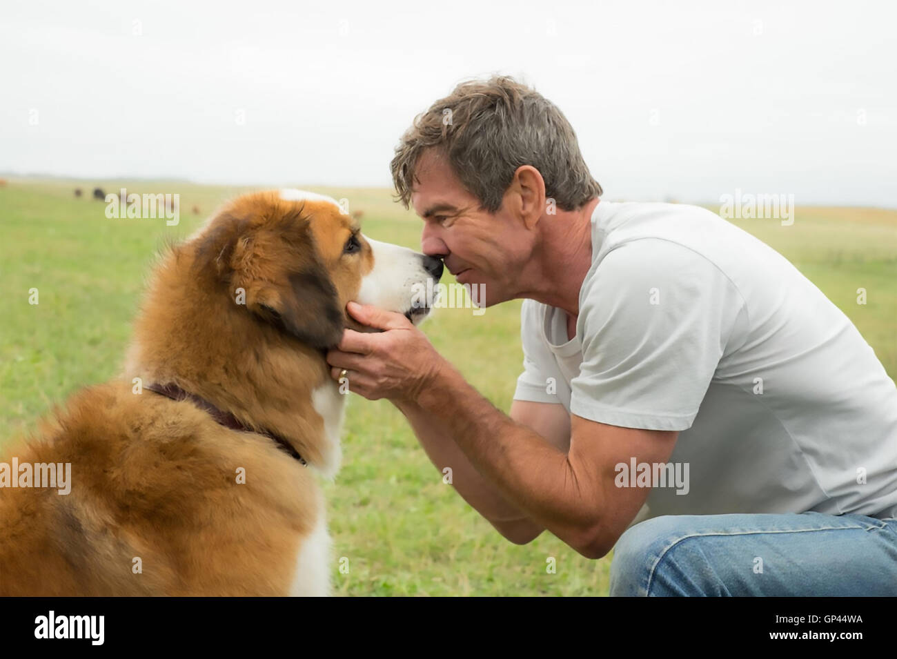 Un chien au but 2017 Amblin Entertainment film avec Dennis Quaid Banque D'Images