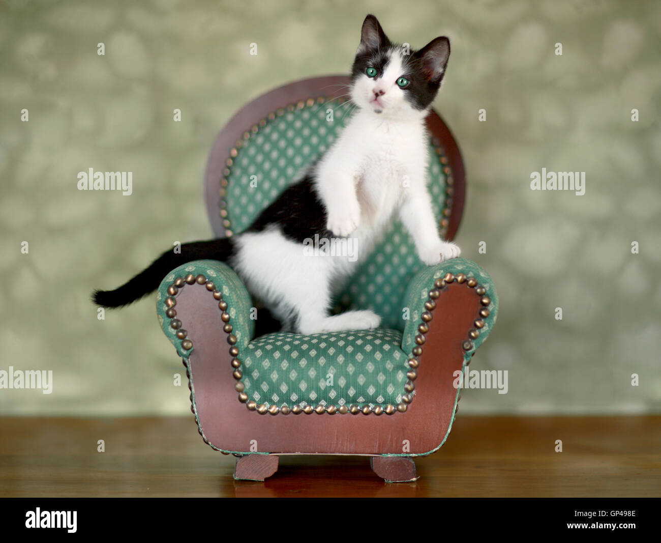 Petit Chaton assis sur une chaise Banque D'Images