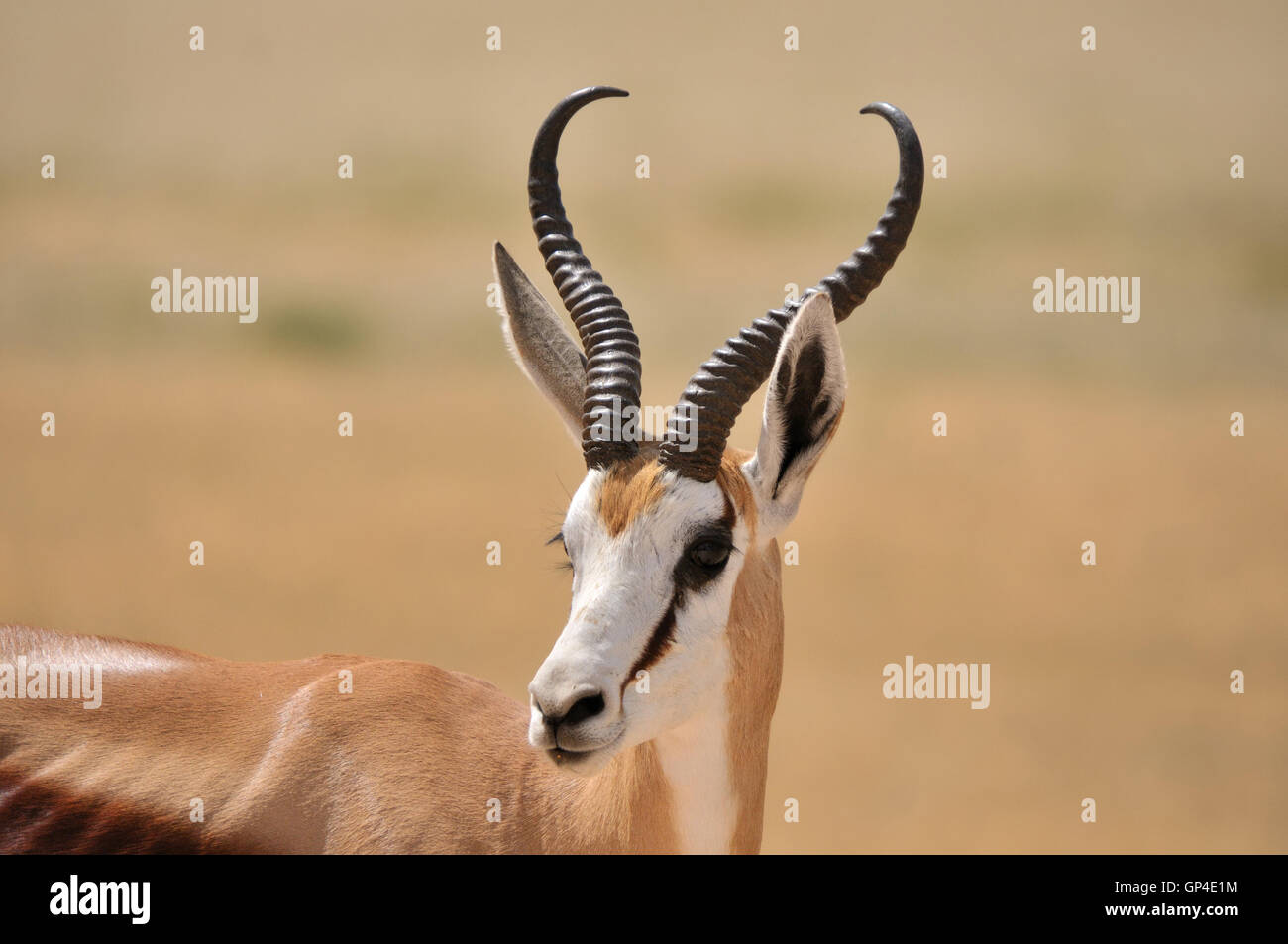 Springbok dans l'Etosha National Park 2 Banque D'Images