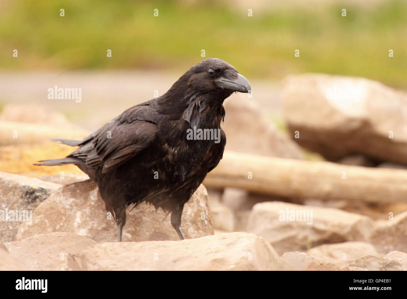 Un grand corbeau en peering. Banque D'Images