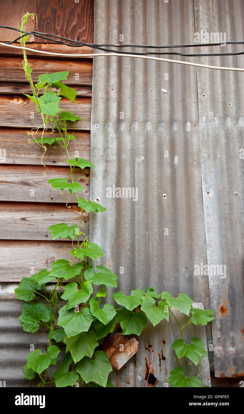 Escalade des plantes et bois lamelles de zinc dans la région de fence, vert sur marron Banque D'Images