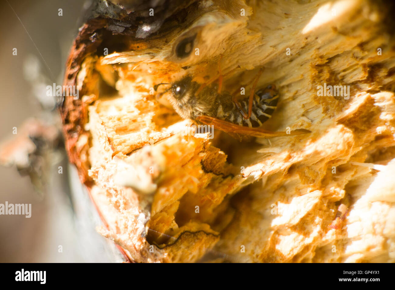 L'abeille sauvage est en train de dormir à l'intérieur d'une souche d'arbre en décomposition Banque D'Images
