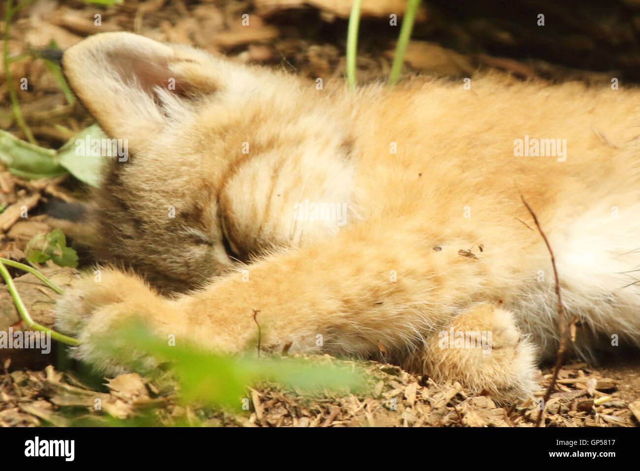 Lynx du Canada un chaton endormi. Banque D'Images