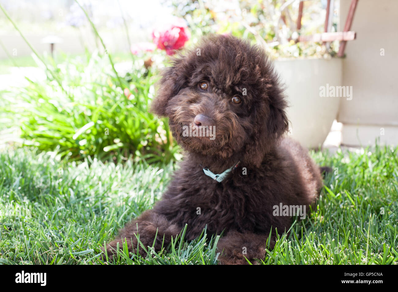 Cute puppy dog labradoodle chocolat curly établit dans l'herbe Banque D'Images