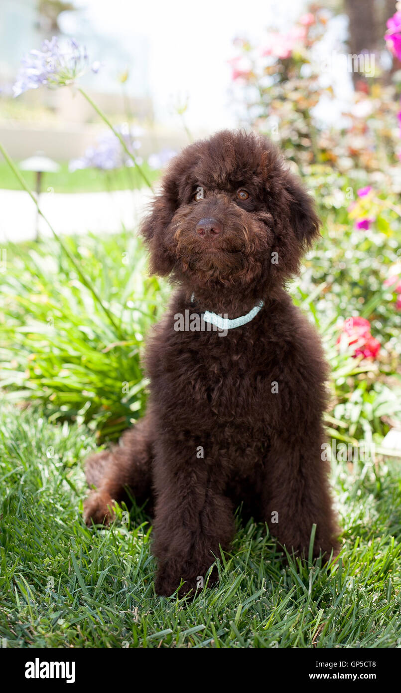 Cute puppy dog labradoodle chocolat bouclés se trouve dans l'herbe d'un magnifique jardin de fleurs. Banque D'Images