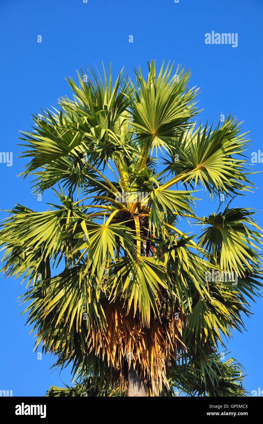 Borassus flabellifer, Palmyre asiatique ou Palm Palm ou Toddy palm ou sucre de palme du Cambodge Banque D'Images
