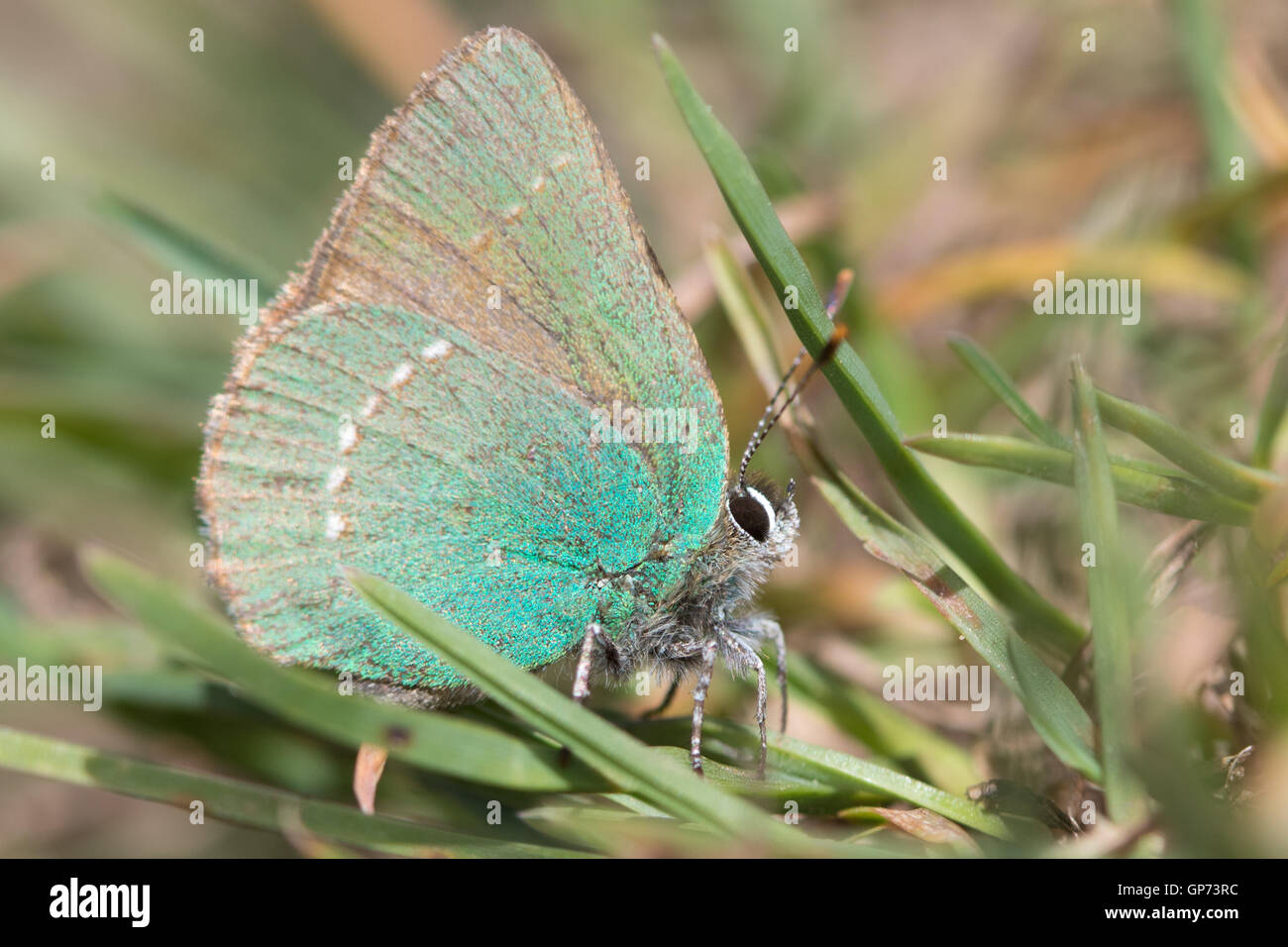 Porte-queue vert (Callophrys rubi) au repos dans l'herbe courte Banque D'Images