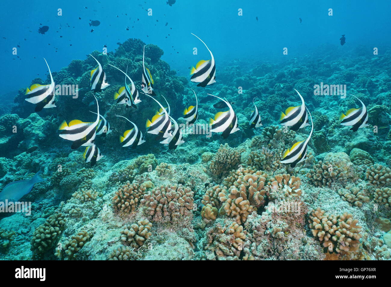 Poissons tropicaux pennant coralfish, Heniochus acuminatus, extra-sous-marine sur les récifs coralliens, Tikehau, l'océan Pacifique, Polynésie Française Banque D'Images