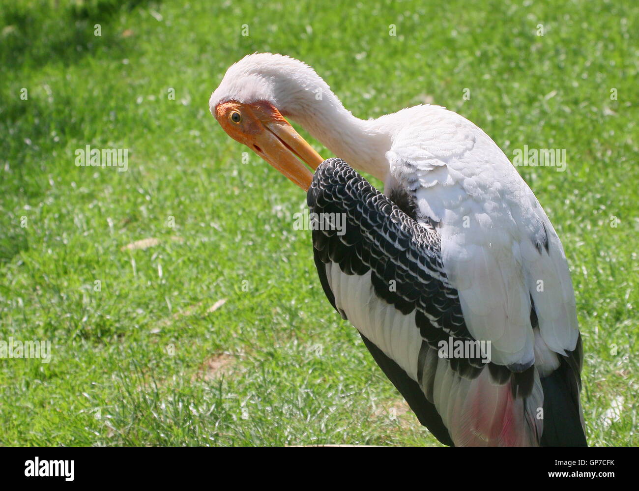 L'Asie du Sud homme Stork (Mycteria leucocephala peint) se lissant ses plumes Banque D'Images