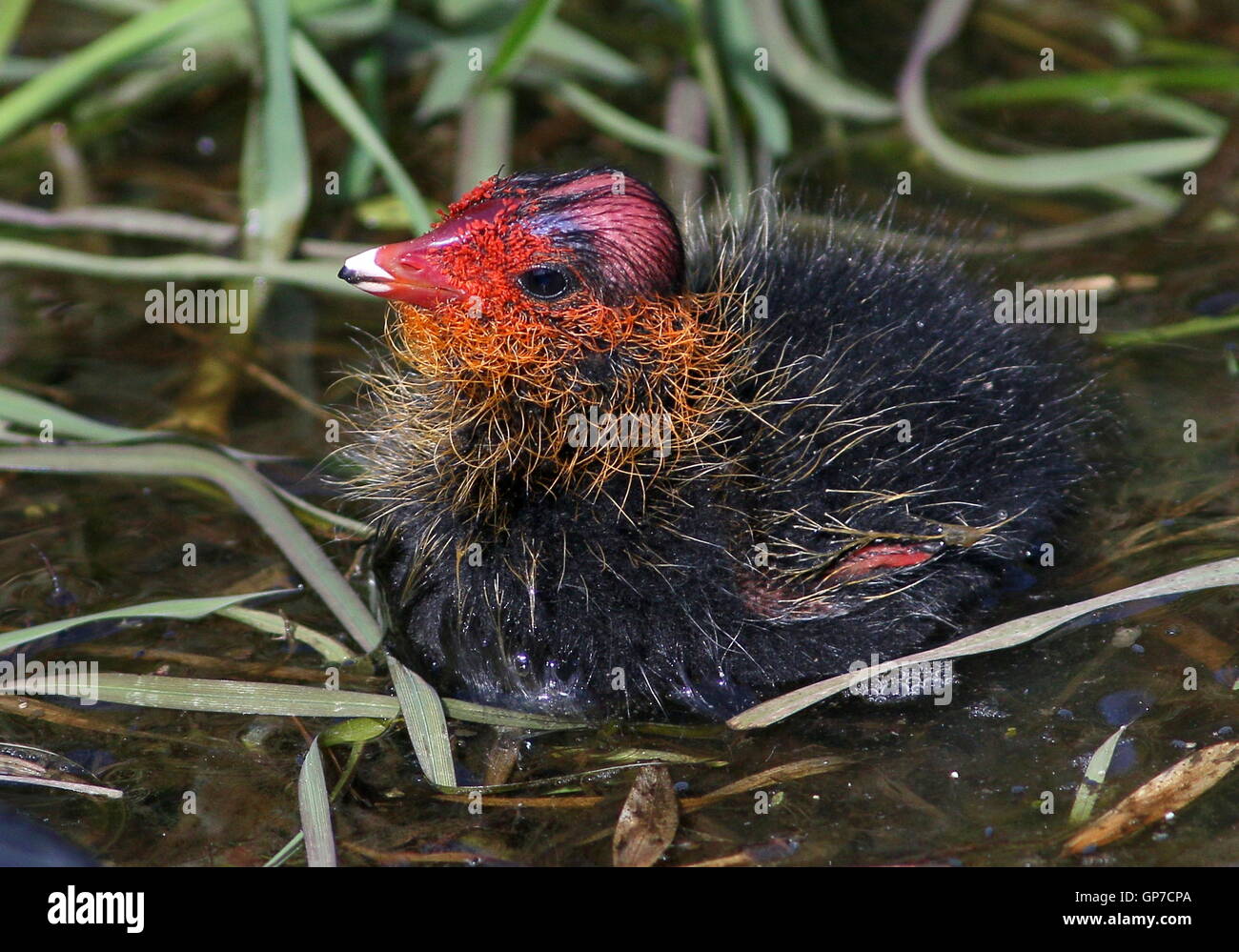 Bebe De Deux Jours Foulque Macroule Fulica Atra Nager A Proximite Photo Stock Alamy