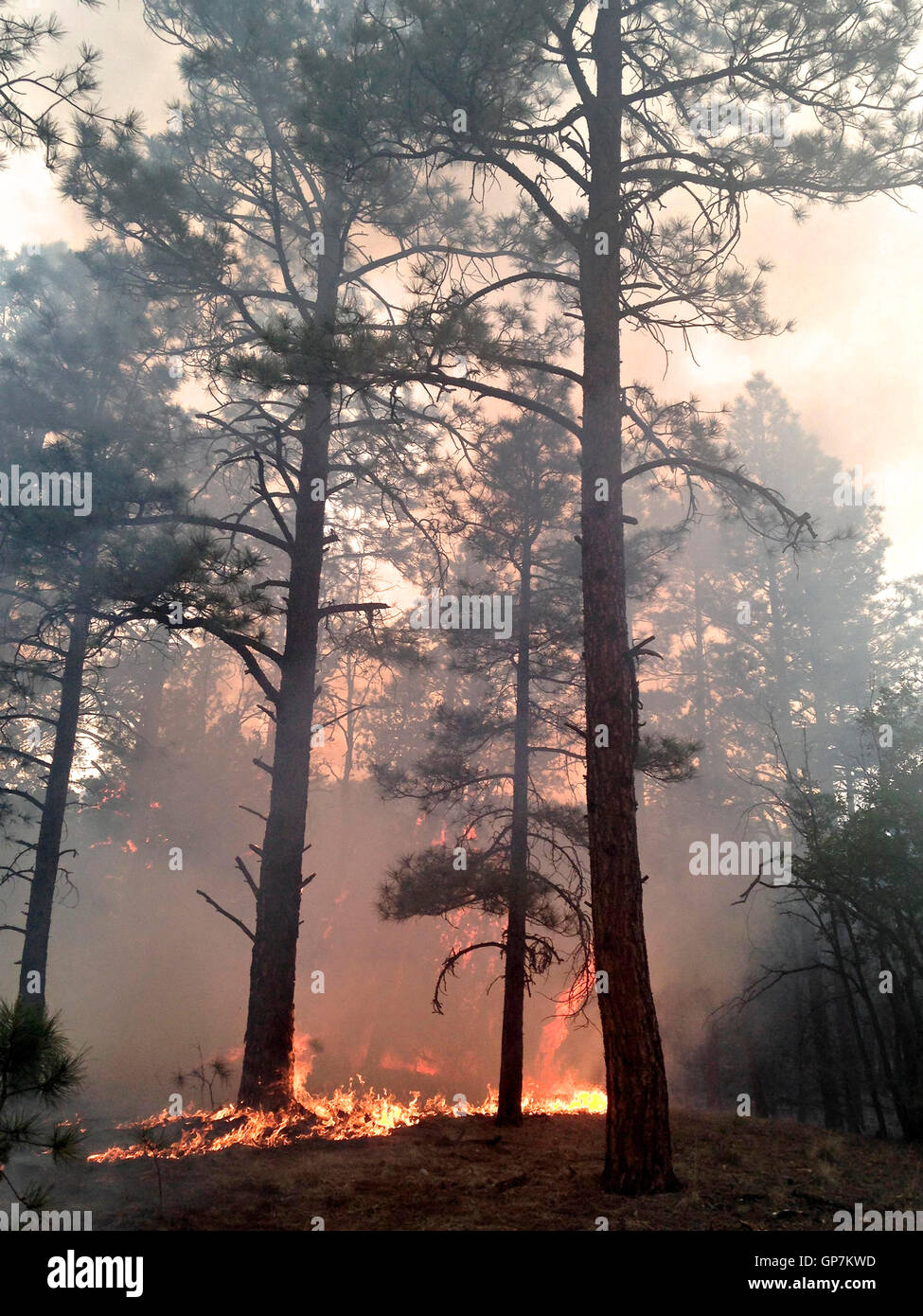 Sous les arbres et broussailles brûler dans le Nord d'incendie à la Cibola National Forest et le parc national le 30 août 2016 près de Magdalena, Nouveau Mexique. Banque D'Images