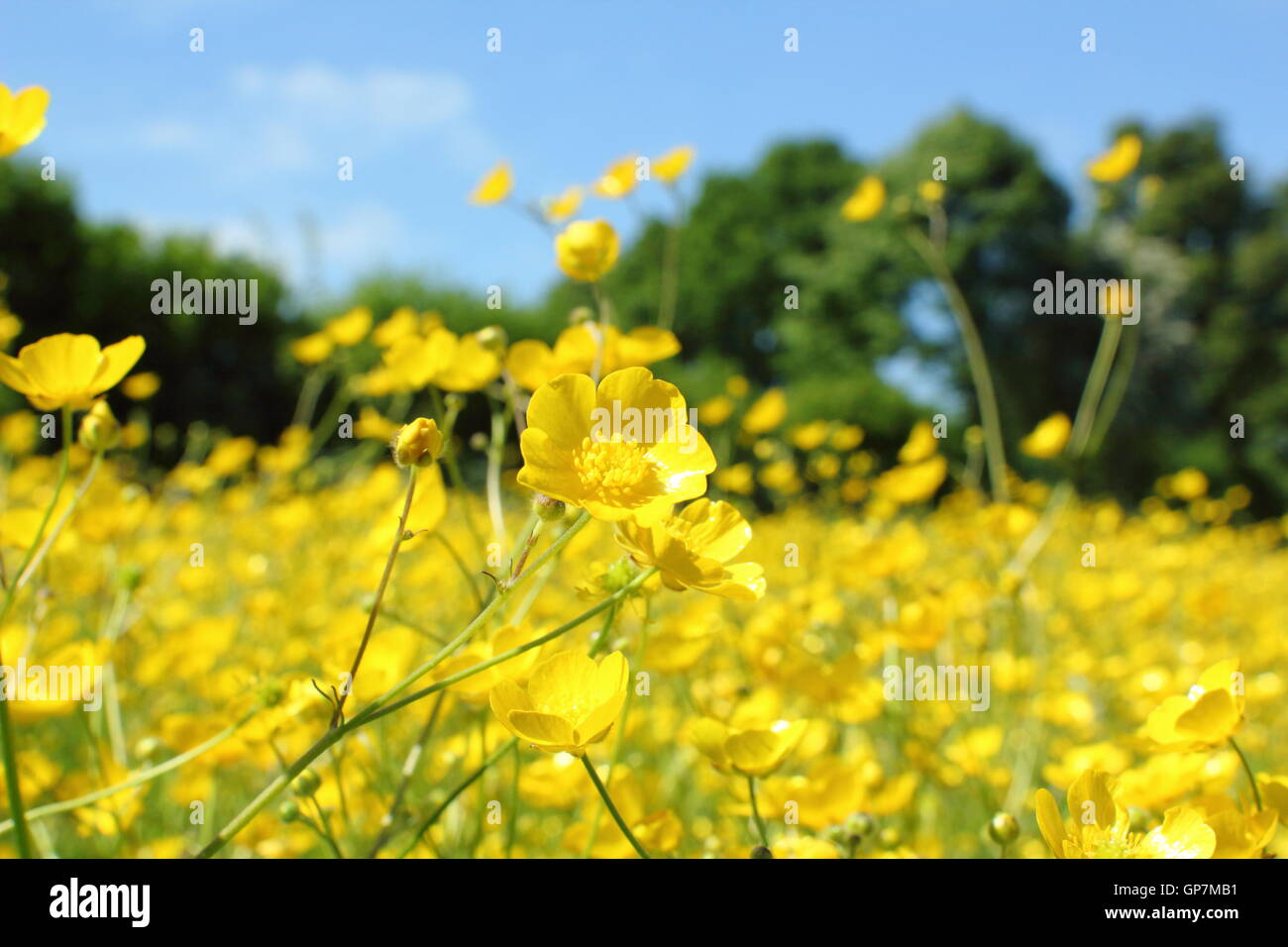 Des milliers de meadow renoncules (Ranunculus acris) fleur en un à Hay meadow Farm, Pentwyn Penallt juin, au Pays de Galles Banque D'Images