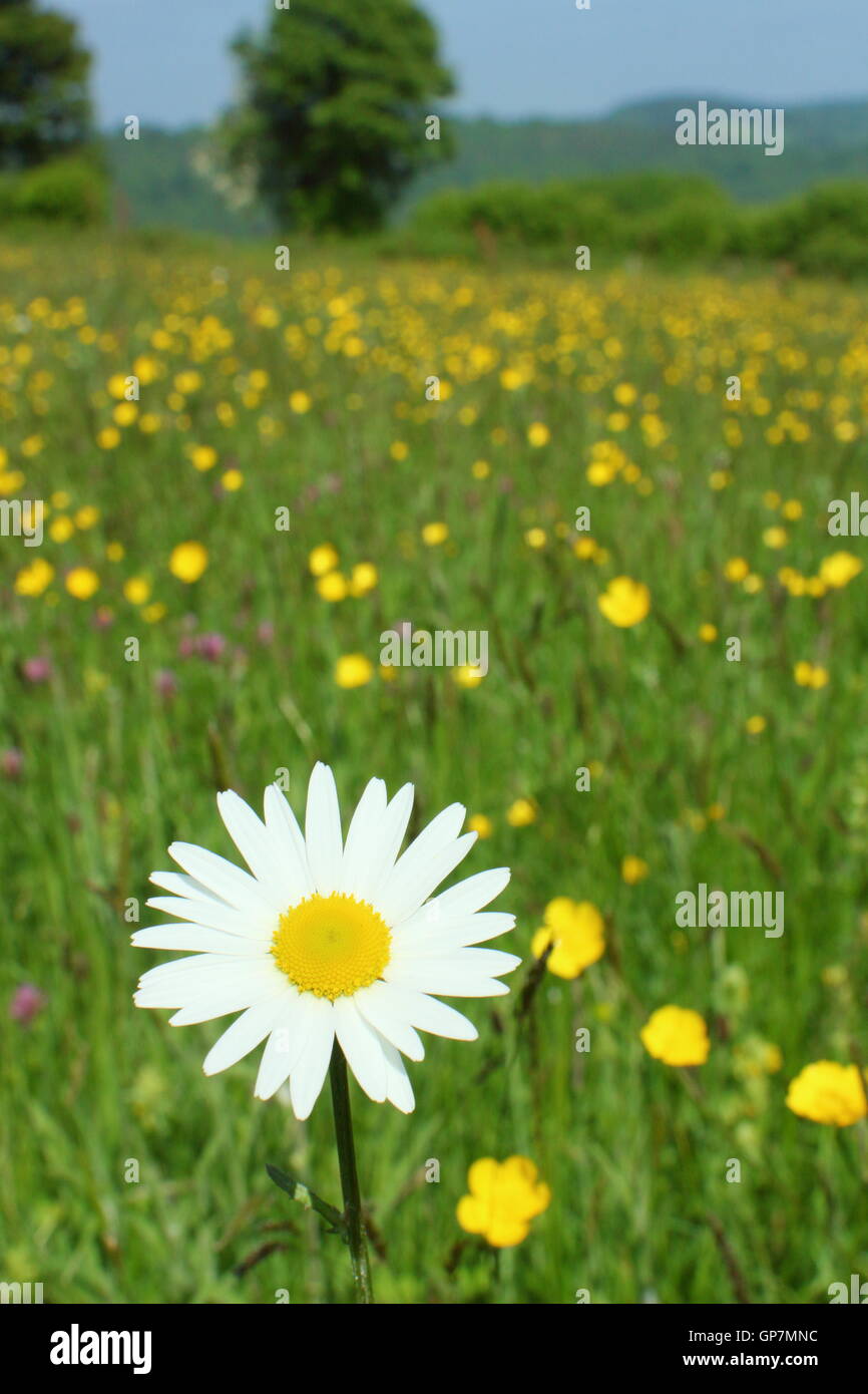 Un oxeye daisy fleurs dans une prairie de fleurs sauvages riches espèces traditionnelles à Pentwyn Penallt, ferme, Monmouthshire, au Pays de Galles sous le soleil d'août Jour Banque D'Images