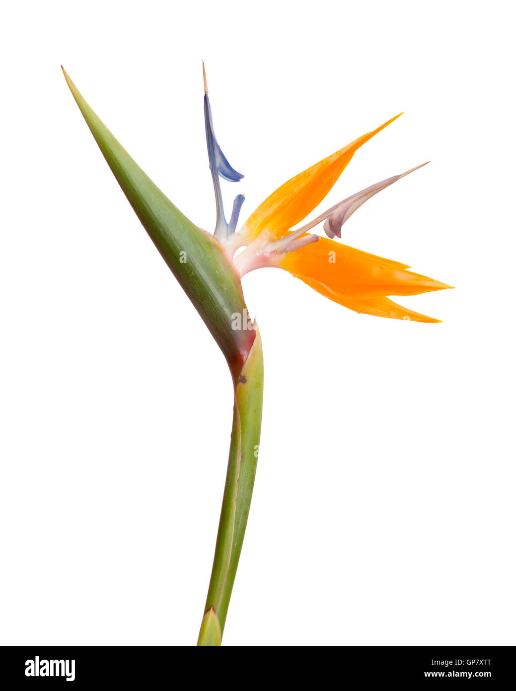 Strelitzia reginae exotic flower isolated on white Banque D'Images
