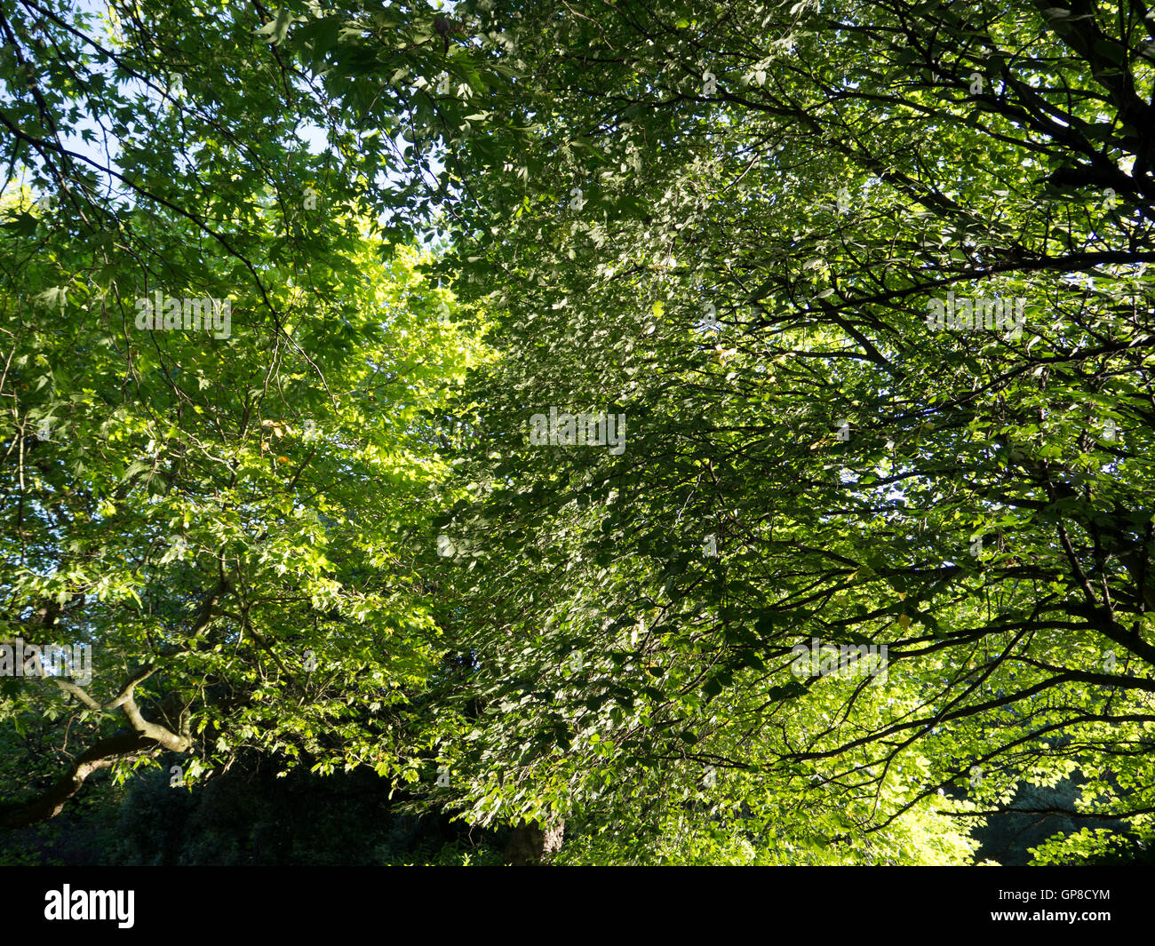 Les arbres au printemps, les feuilles vert frais Banque D'Images