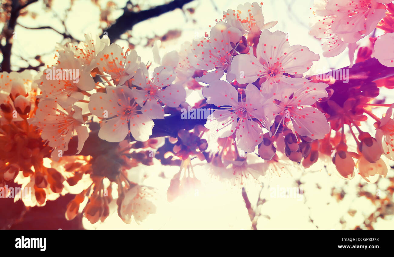 Fruit tree blossom close-up contre le lever du soleil la lumière. Fleurs de cerisier de printemps Banque D'Images