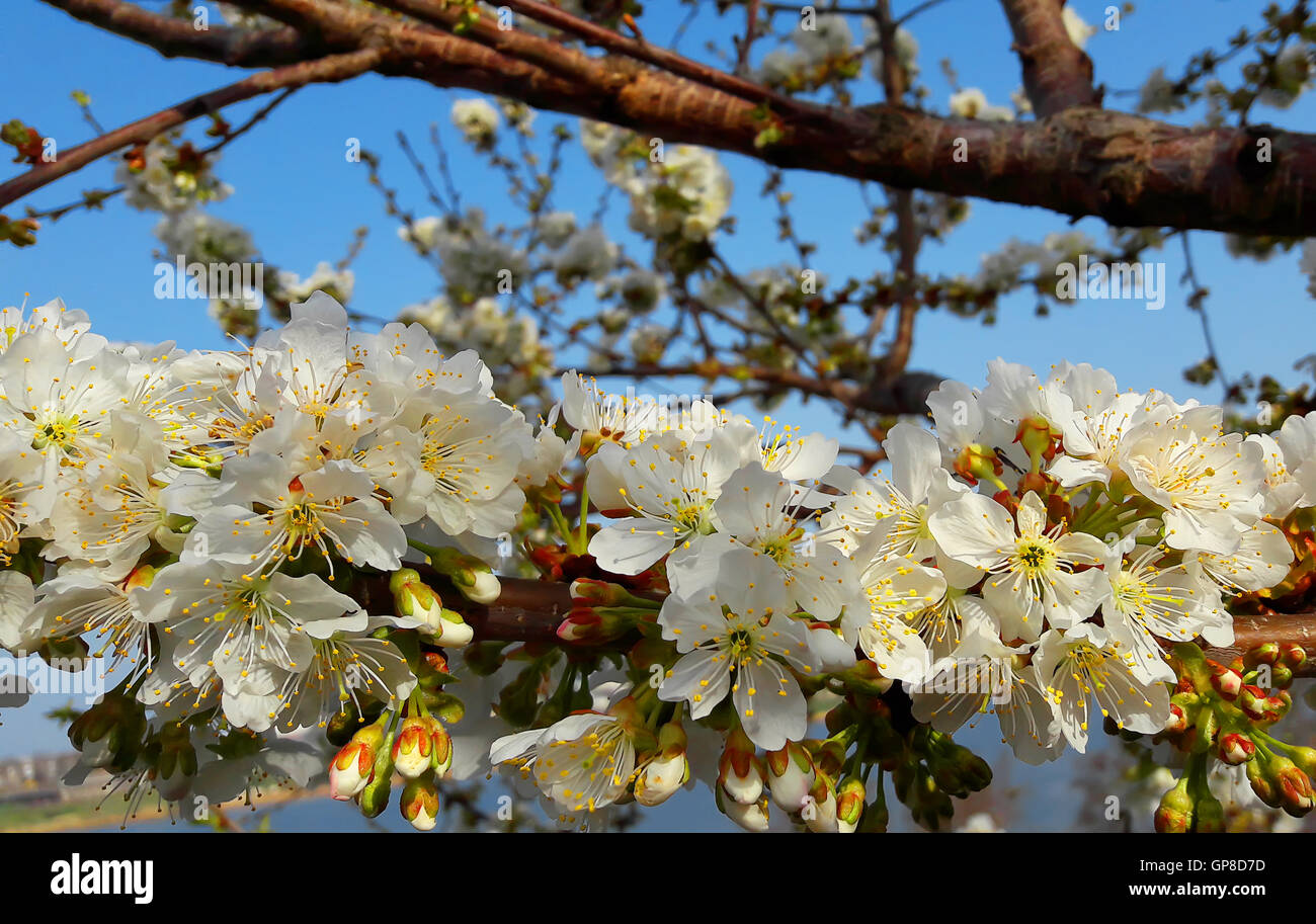 Cherryr Direction générale de fleurs blanches. Arbre en fleurs la nature en arrière-plan. Fleurs de Printemps Banque D'Images