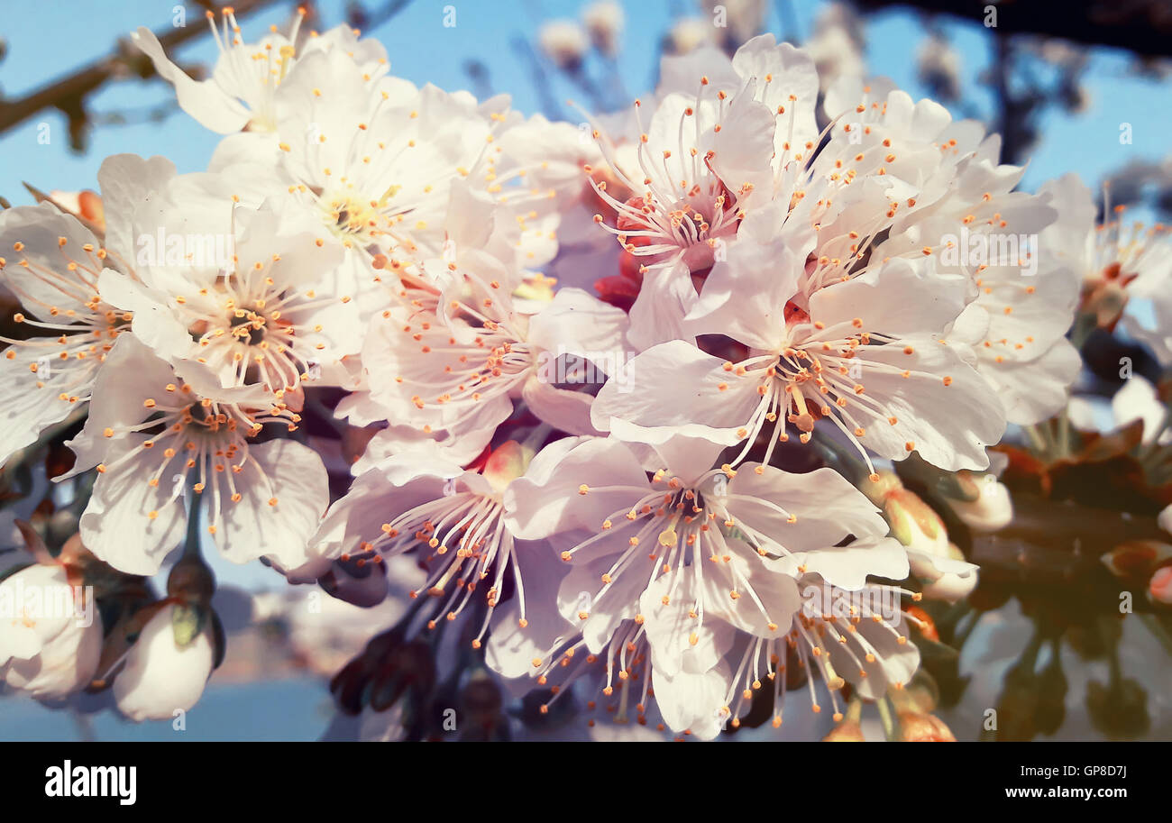 Rameau en fleurs de cerisier. Jardin de printemps en fleurs Banque D'Images