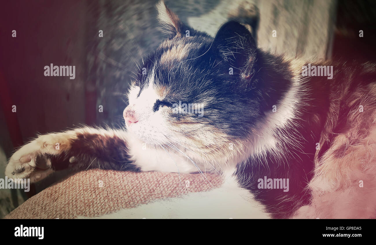 Pays dormir. chat tacheté Cute kitten reposant Banque D'Images