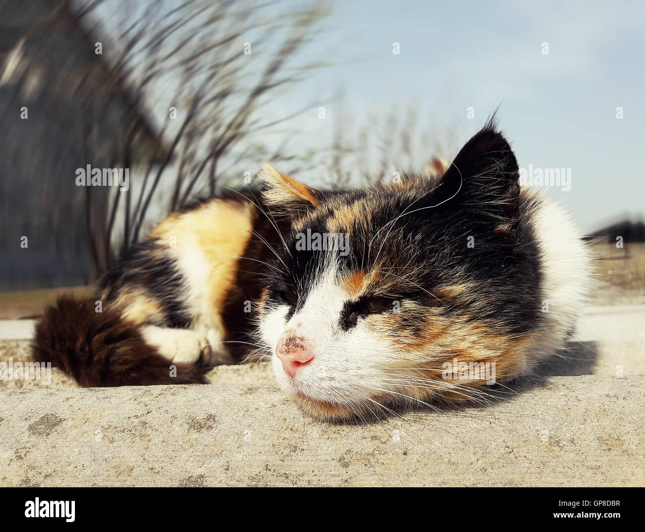 Chaton triste allongé sur un toit Banque D'Images