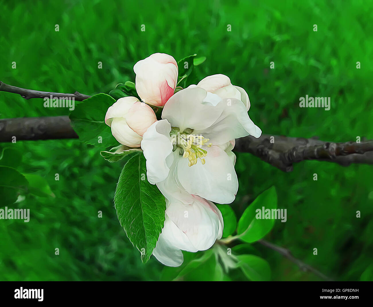 Belle Branche de pommier qui fleurit sur une pelouse verte. Fleur de printemps Banque D'Images