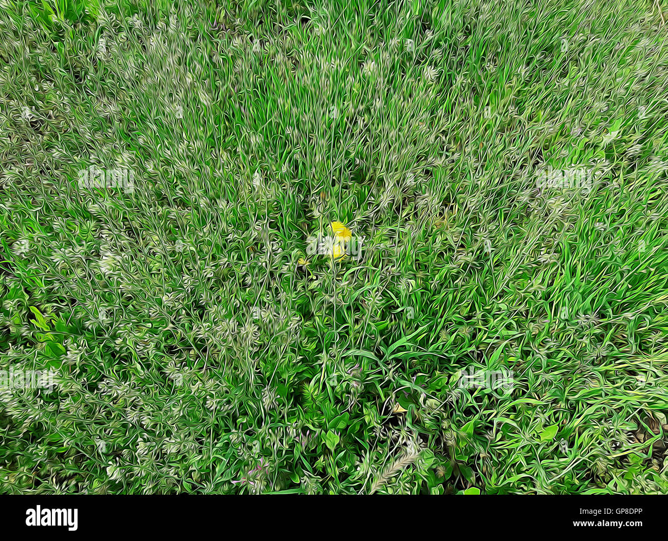 Vue latérale de l'herbe verte prairie de fleurs sauvages Banque D'Images