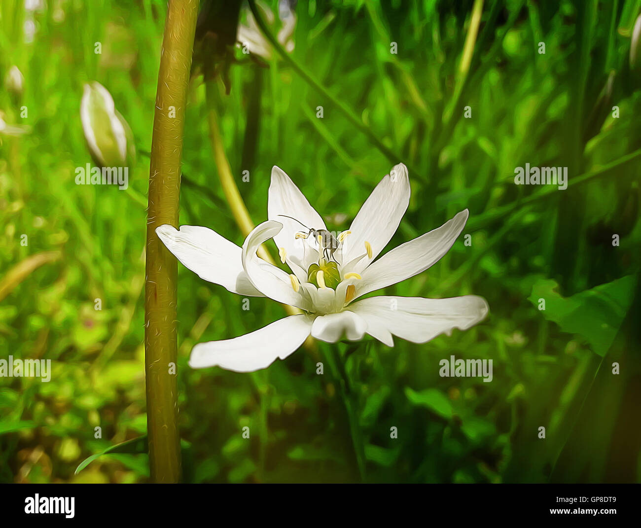 Blanc, fleur sauvage avec un petit insecte au milieu d'un pré vert. Illustration du printemps Banque D'Images