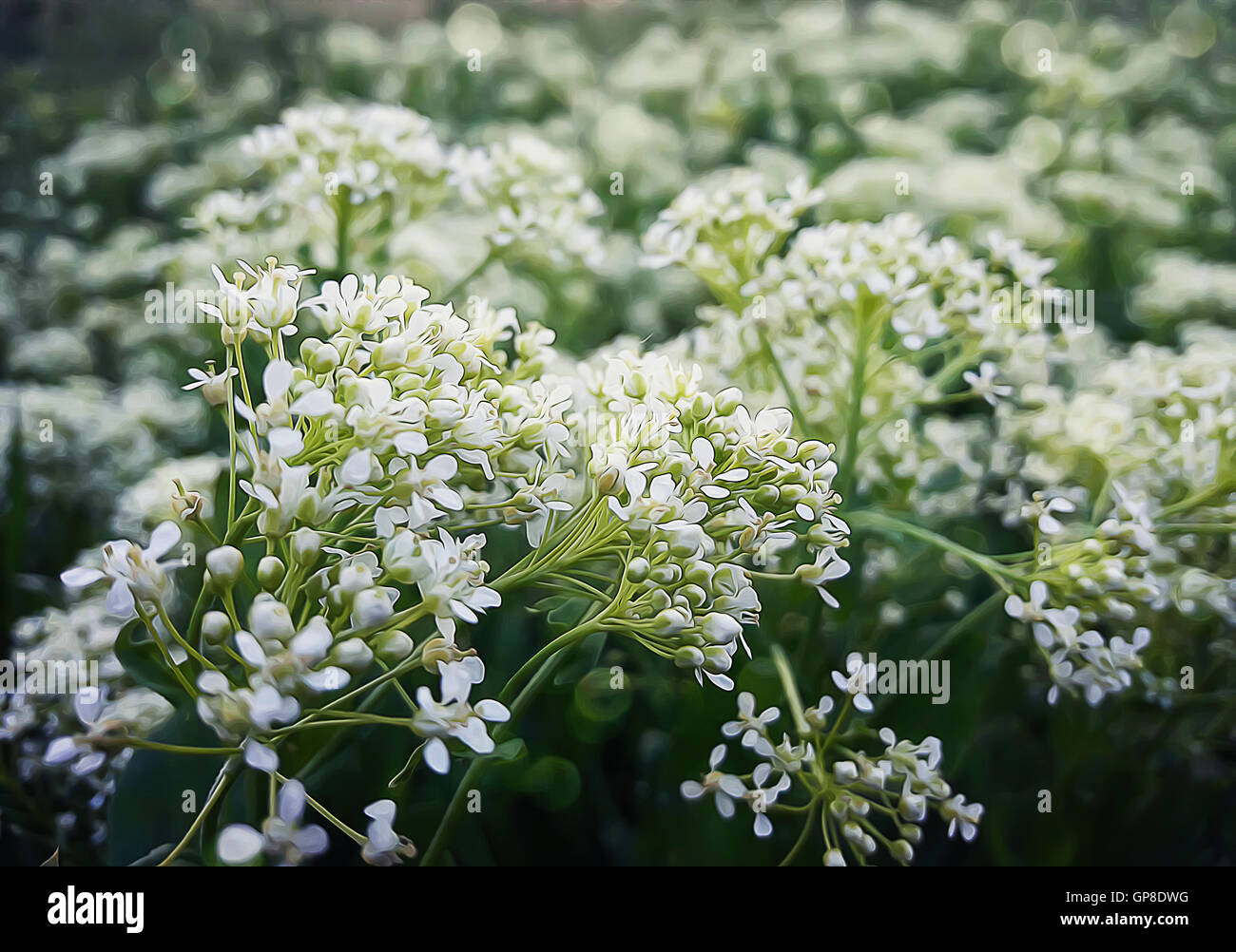 Prairie avec des fleurs blanches. Illustration du printemps Banque D'Images