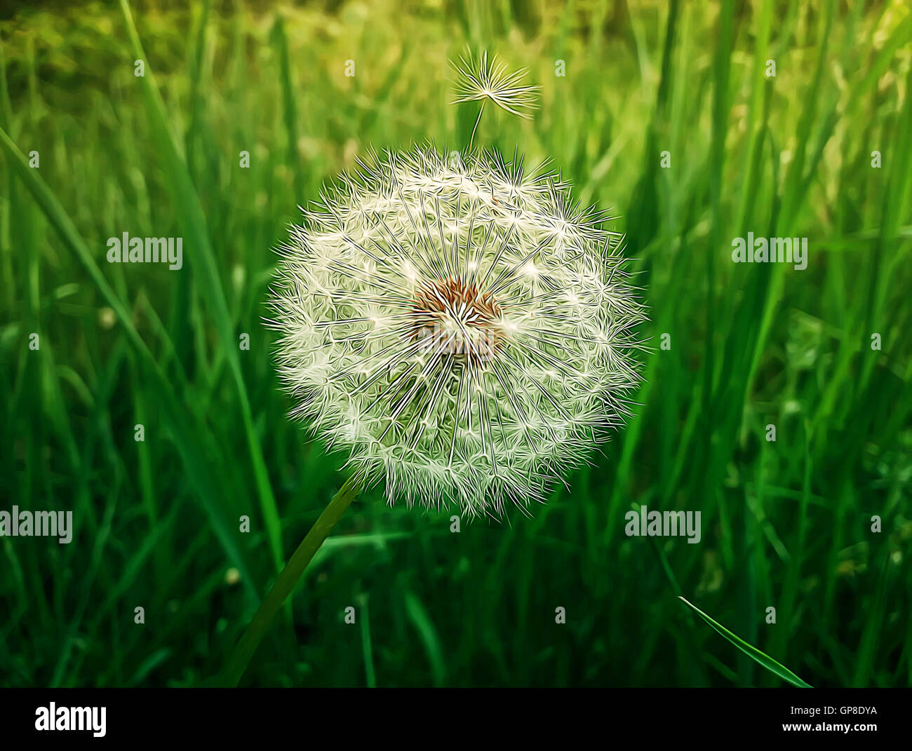 Illustration de fond de printemps avec un seul pissenlit blanc sur un champ vert. Banque D'Images