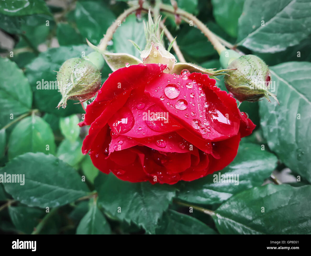 Red Rose après la pluie sur fond naturel Banque D'Images