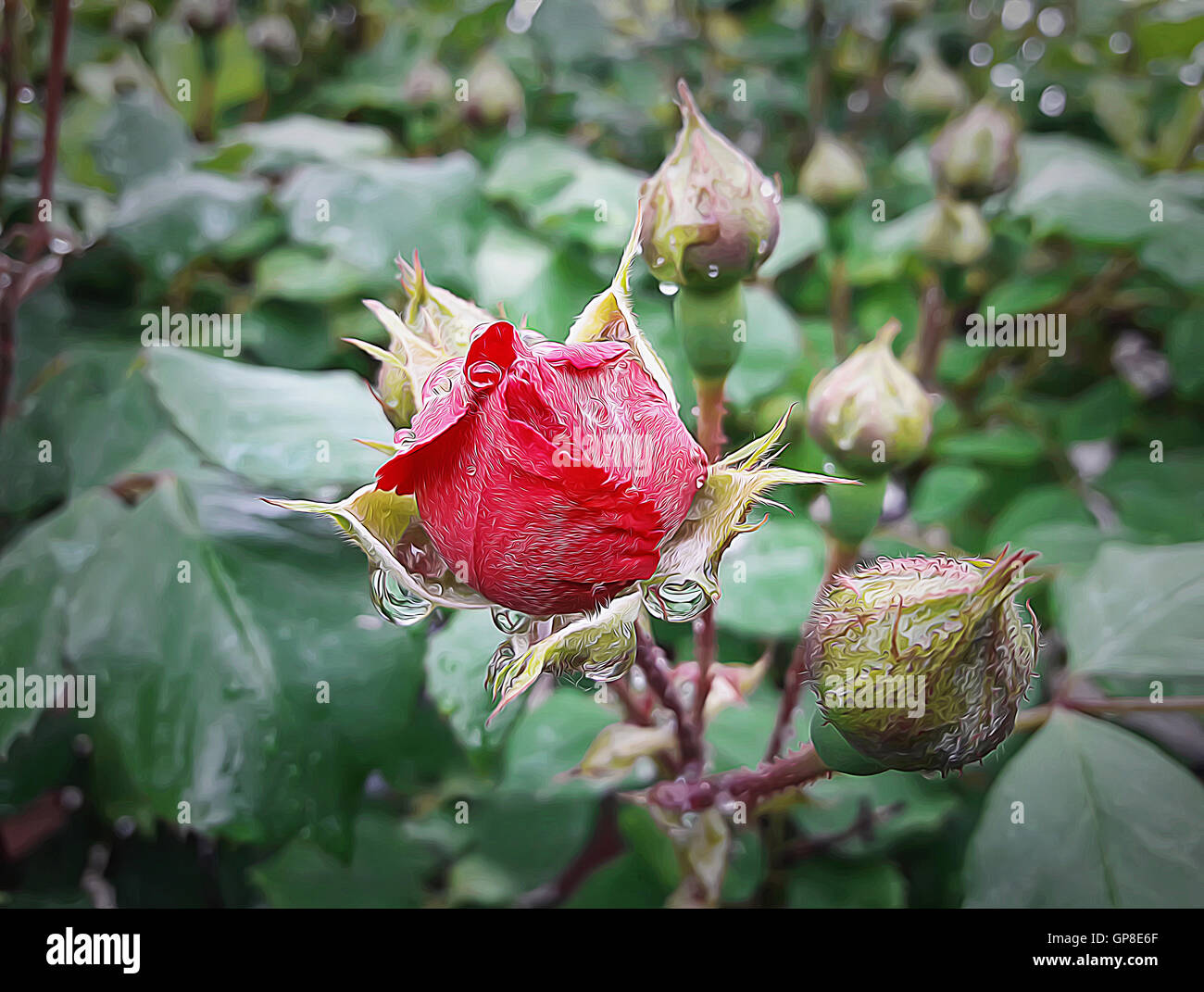 Illustration d'un rosier qui fleurit après la pluie Banque D'Images