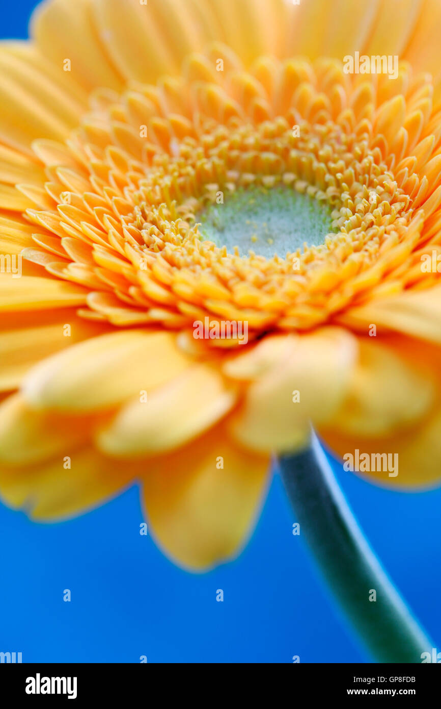 Belles fleurs gerbera jaune - positifs et florissante Jane Ann Butler Photography JABP1620 Banque D'Images