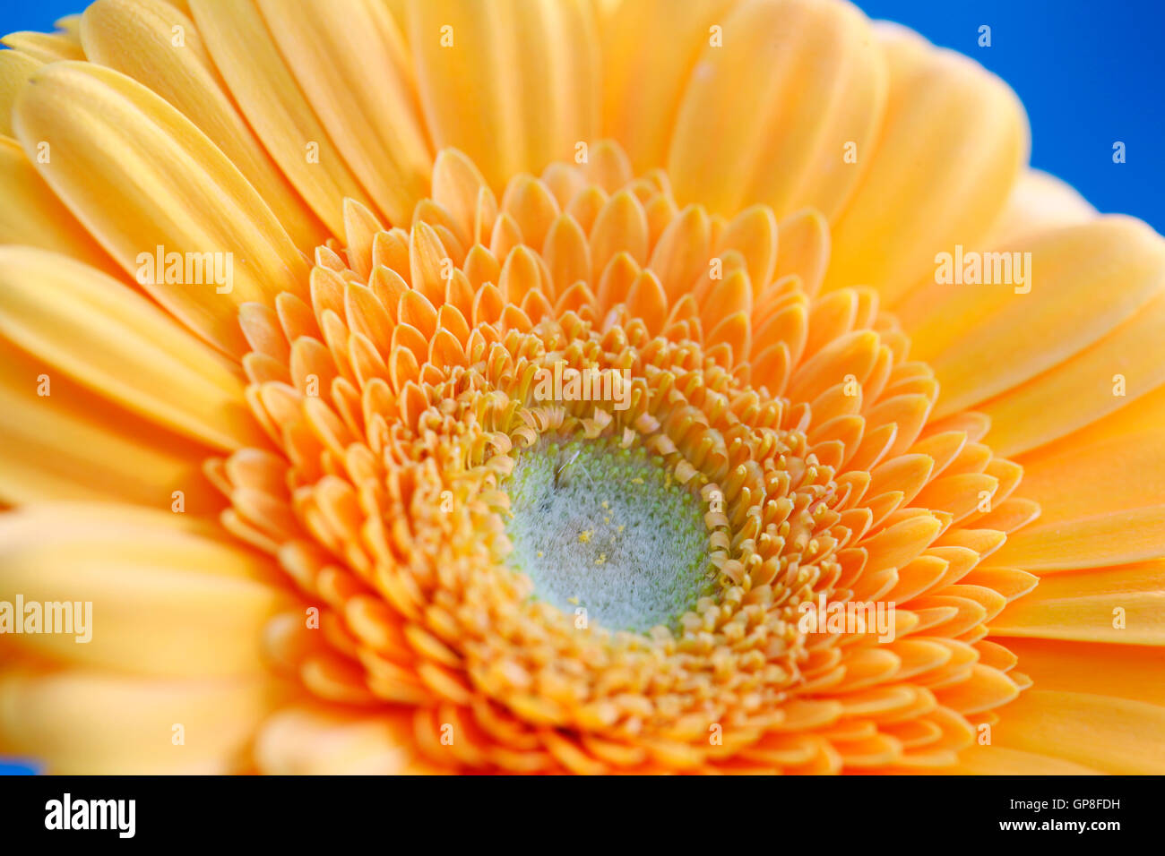 Belles fleurs gerbera jaune - positifs et florissante Jane Ann Butler Photography JABP1621 Banque D'Images